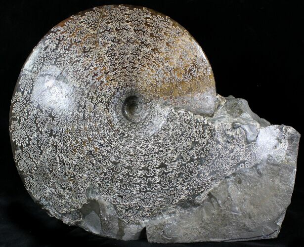 Placenticeras Ammonite Fossil - South Dakota #21641